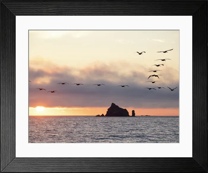 Framed Print : Silhouette of pelican in flight over water. Rialto Beach, Olympic Peninsula, Washington State Framed Print : Silhouette of pelican in flight over water. Rialto Beach, Olympic Peninsula, Washington State