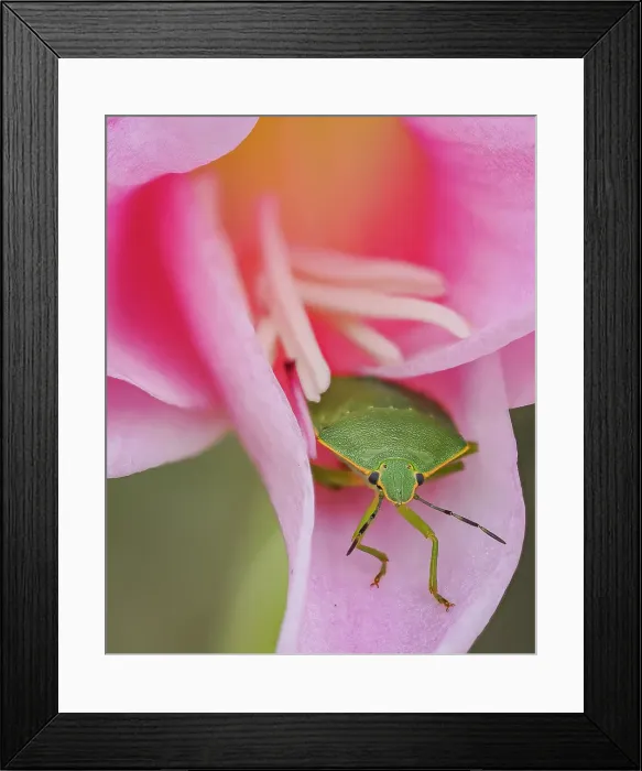 Framed Print : Green Stink Bug (Chinavia hilaris) on flower, Bellevue, Washington State Framed Print : Green Stink Bug (Chinavia hilaris) on flower, Bellevue, Washington State