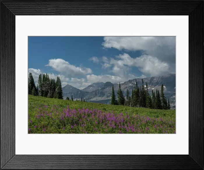 Framed Print : USA, Wyoming. Fireweed in meadow, Jedediah Smith Wilderness