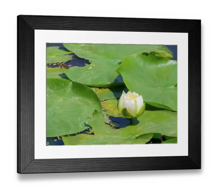 Framed Print : Washington State, USA. Water lily in pond Framed Print : Washington State, USA. Water lily in pond