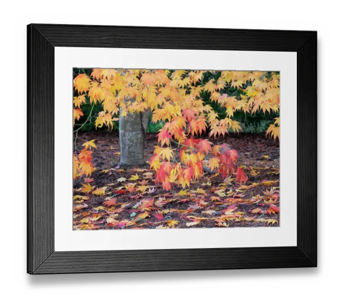 Framed Print : Washington State, USA. Autumn colored maple leaves