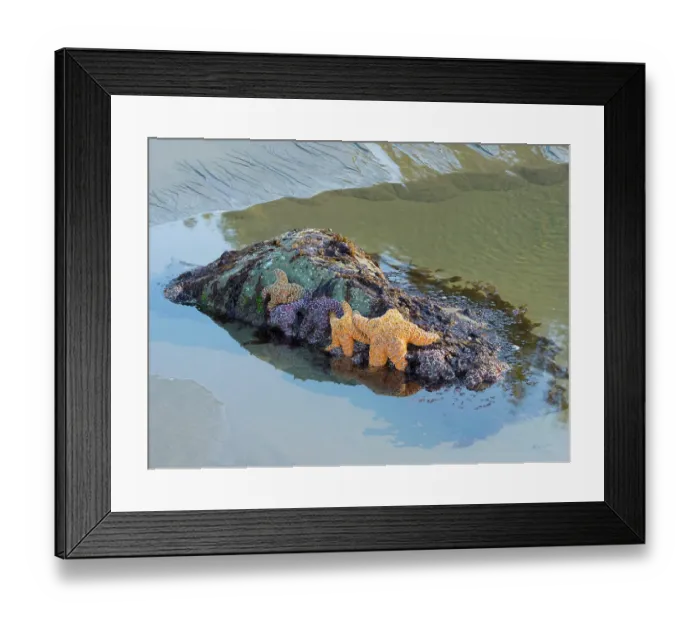 Framed Print : Washington State, USA. Olympic National Park, Rialto Beach, orange and purple ochre sea stars