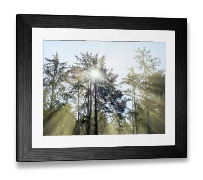 Framed Print : Washington State, USA. Olympic National Park, Rialto Beach, sunrays through trees in fog