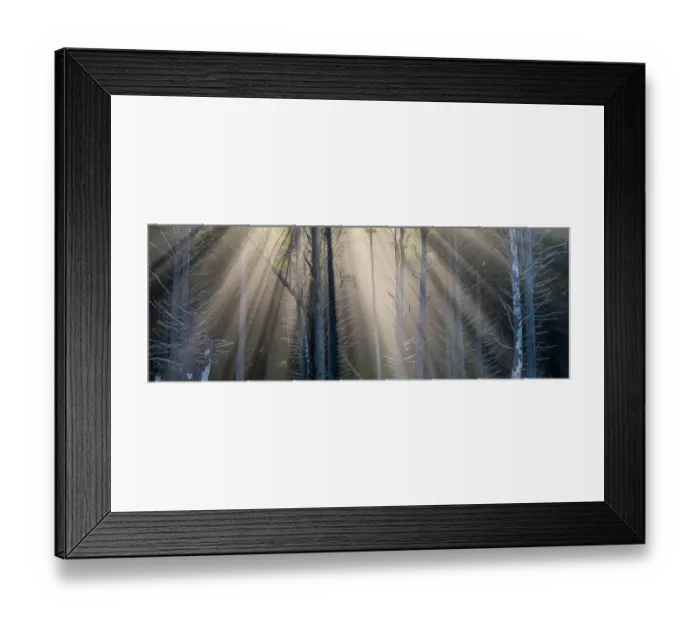 Framed Print : Washington State, USA. Olympic National Park, Rialto Beach, sunrays through trees in fog