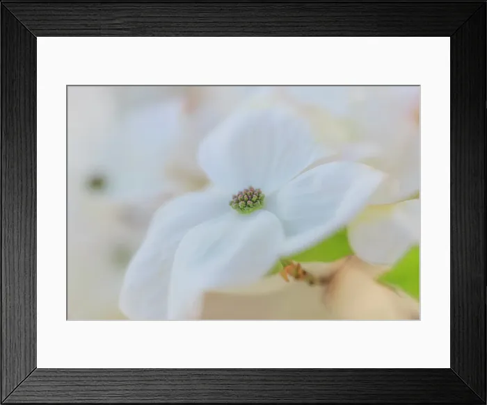 Framed Print : Dogwood tree bloom