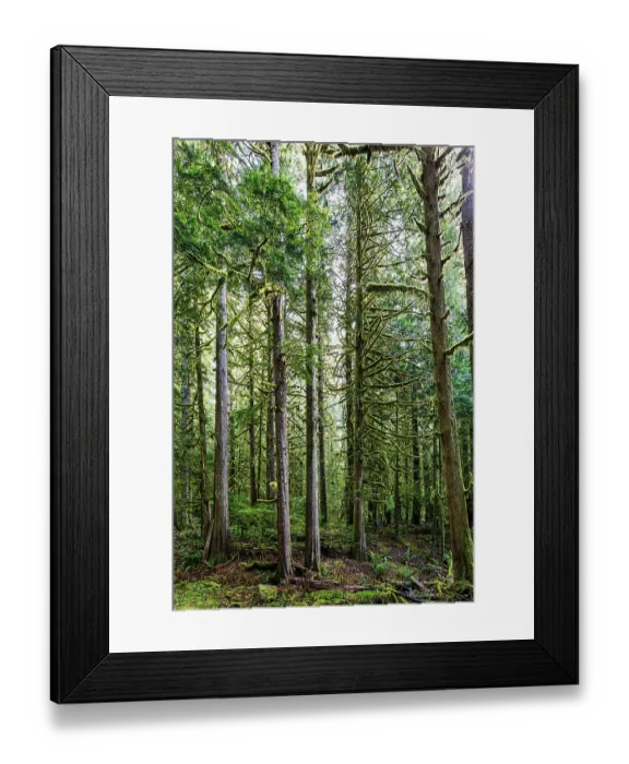 Framed Print : Forest in Mount Rainier National Park Framed Print : Forest in Mount Rainier National Park