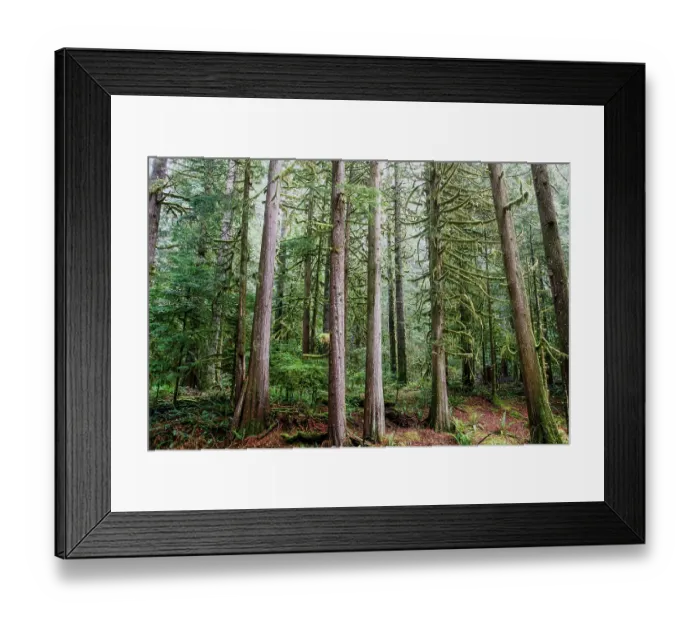 Framed Print : Forest in Mount Rainier National Park Framed Print : Forest in Mount Rainier National Park