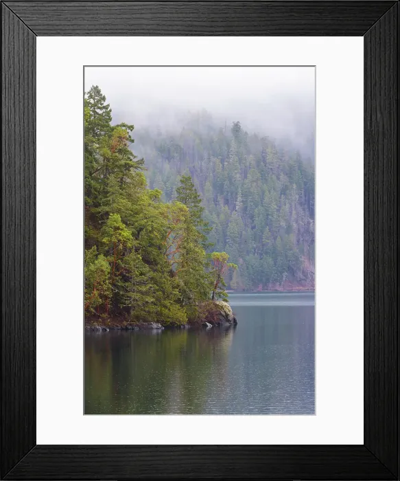 Framed Print : Fog over forest above Lake Crescent, Olympic National Park, Washington State, USA Framed Print : Fog over forest above Lake Crescent, Olympic National Park, Washington State, USA