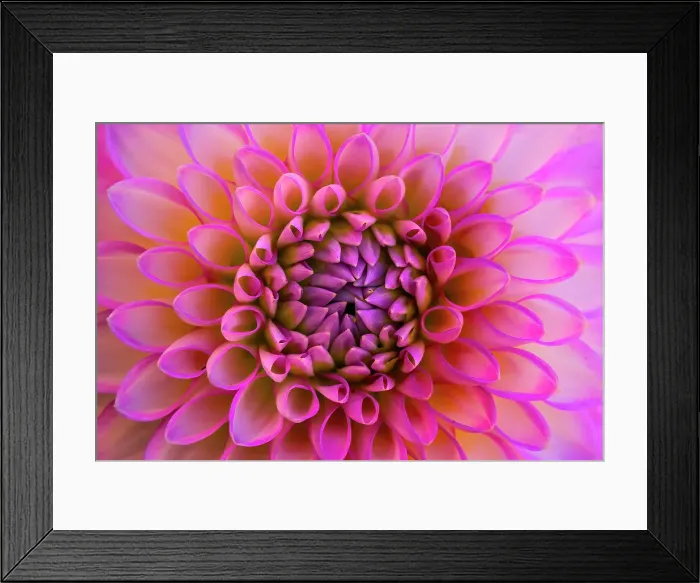 Framed Print : Pink, white arbatax dahlia blossom, Bellevue Botanical Garden, Washington State, Usa Framed Print : Pink, white arbatax dahlia blossom, Bellevue Botanical Garden, Washington State, Usa