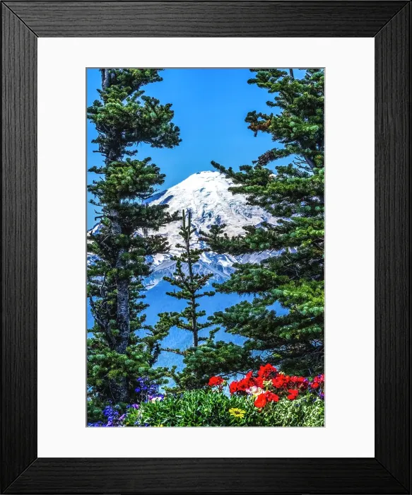 Framed Print : Colorful flowers, Mount Rainier, Crystal Mountain lookout, Pierce County, Washington State, Usa