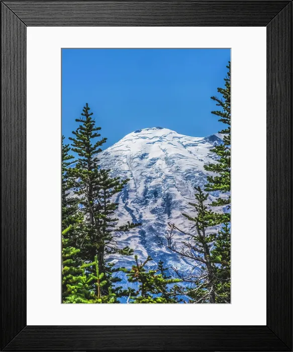 Framed Print : Colorful pine trees, Mount Rainier, Crystal Mountain lookout, Pierce County, Washington State, Usa Framed Print : Colorful pine trees, Mount Rainier, Crystal Mountain lookout, Pierce County, Washington State, Usa