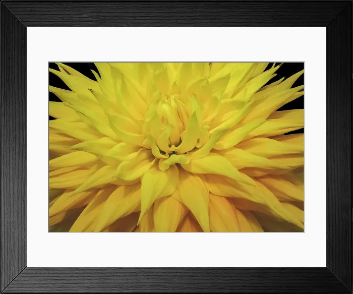 Framed Print : Yellow dahlia blossom, Bellevue Botanical Garden, Washington State, Usa Framed Print : Yellow dahlia blossom, Bellevue Botanical Garden, Washington State, Usa