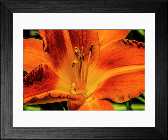 Framed Print : Orange tawny day-lily, Bellevue Botanical Garden, Washington State, Usa Framed Print : Orange tawny day-lily, Bellevue Botanical Garden, Washington State, Usa