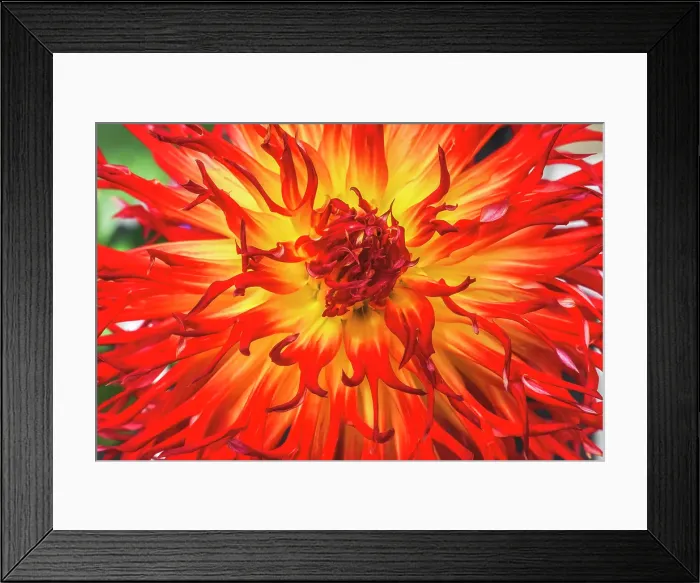 Framed Print : Sandia Comanche blossom, Washington State, Usa. Plant grown from tubers and can be 6 feet tall Framed Print : Sandia Comanche blossom, Washington State, Usa. Plant grown from tubers and can be 6 feet tall