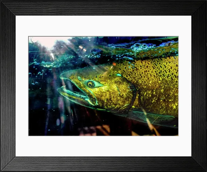 Framed Print : Chinook salmon, Issaquah Hatchery, Washington State, Usa. salmon swim up the Issaquah creek to the Hatchery Framed Print : Chinook salmon, Issaquah Hatchery, Washington State, Usa. salmon swim up the Issaquah creek to the Hatchery