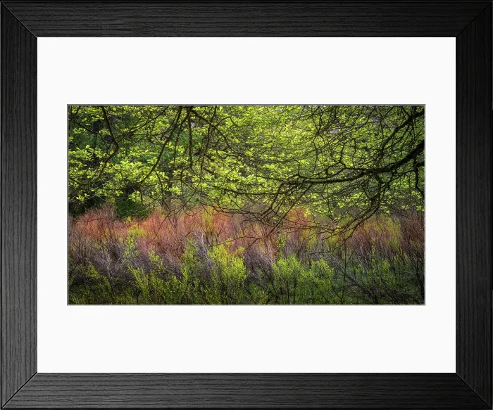 Framed Print : USA, West Virginia, New River Gorge National Park. Forest tree with spring foliage. ©Jay O'Brien / Jaynes Gallery / DanitaDelimont.com Framed Print : USA, West Virginia, New River Gorge National Park. Forest tree with spring foliage. ©Jay O'Brien / Jaynes Gallery / DanitaDelimont.com