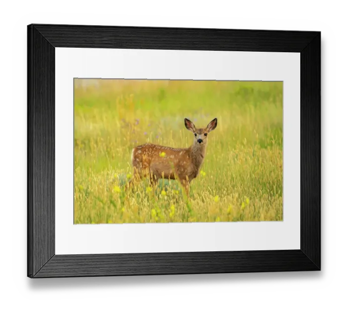 Framed Print : USA, Wyoming, Medicine Bow National Forest. Mule deer fawn in thistle flowers. ©Cathy & Gordon Illg / Jaynes Gallery / DanitaDelimont.com Framed Print : USA, Wyoming, Medicine Bow National Forest. Mule deer fawn in thistle flowers. ©Cathy & Gordon Illg / Jaynes Gallery / DanitaDelimont.com