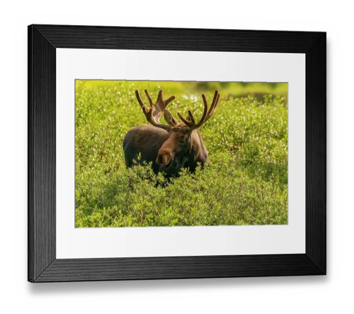 Framed Print : USA, Wyoming, Medicine Bow National Forest. Close-up of bull moose feeding in vegetation. ©Cathy & Gordon Illg  /  Jaynes Gallery  /  DanitaDelimont.com