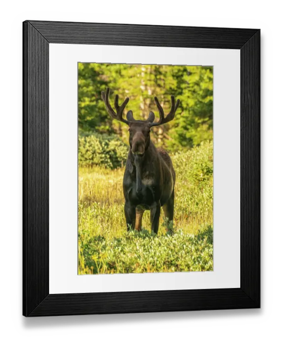 Framed Print : USA, Wyoming, Medicine Bow National Forest. Close-up of bull moose in field. ©Cathy & Gordon Illg / Jaynes Gallery / DanitaDelimont.com Framed Print : USA, Wyoming, Medicine Bow National Forest. Close-up of bull moose in field. ©Cathy & Gordon Illg / Jaynes Gallery / DanitaDelimont.com