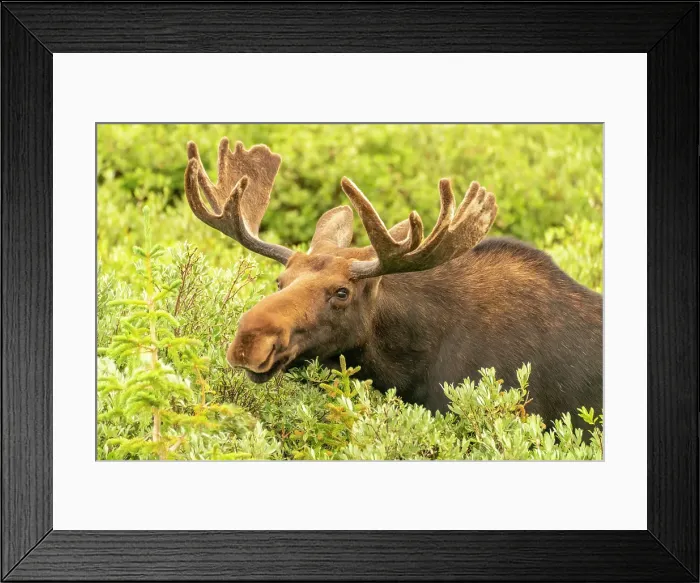 Framed Print : USA, Wyoming, Medicine Bow National Forest. Close-up of bull moose feeding in vegetation. ©Cathy & Gordon Illg / Jaynes Gallery / DanitaDelimont.com Framed Print : USA, Wyoming, Medicine Bow National Forest. Close-up of bull moose feeding in vegetation. ©Cathy & Gordon Illg / Jaynes Gallery / DanitaDelimont.com