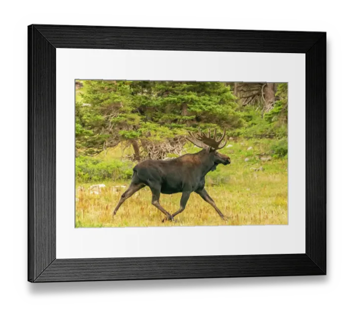 Framed Print : USA, Wyoming, Medicine Bow National Forest. Close-up of bull moose running in field. ©Cathy & Gordon Illg / Jaynes Gallery / DanitaDelimont.com Framed Print : USA, Wyoming, Medicine Bow National Forest. Close-up of bull moose running in field. ©Cathy & Gordon Illg / Jaynes Gallery / DanitaDelimont.com