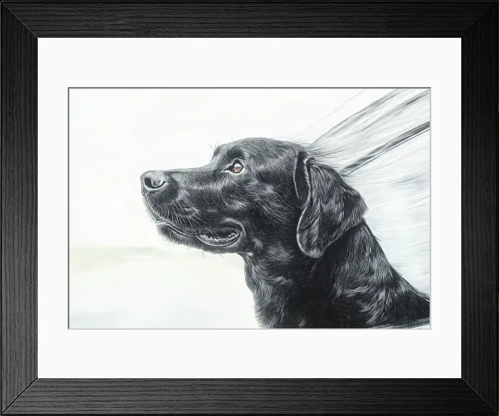 Framed Print : Black lab dog riding with head out car window. (AI Generated)