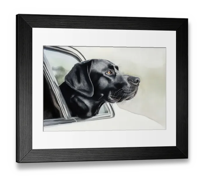 Framed Print : Black lab riding with head out car window. (AI Generated) Framed Print : Black lab riding with head out car window. (AI Generated)