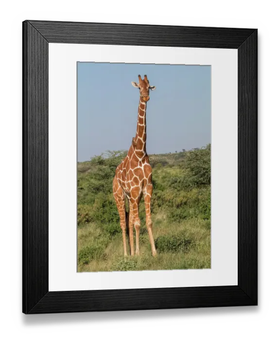 Framed Print : Africa, Kenya, Samburu National Reserve. Reticulated giraffes