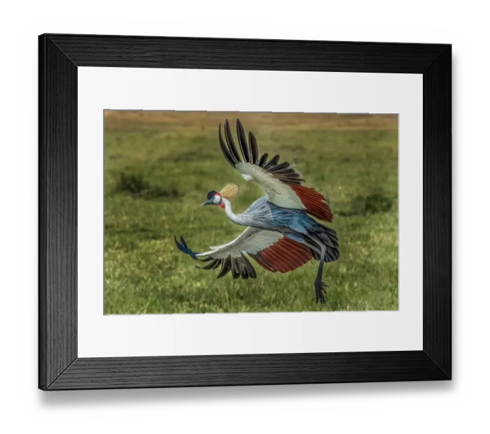 Framed Print : Kenya, Masai Mara, Masai Mara Conservancy. Crowned crane taking flight