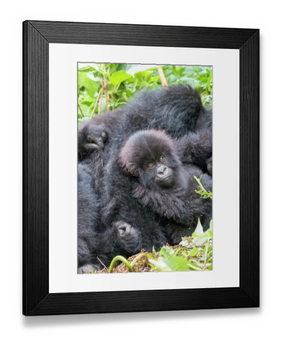 Framed Print : Africa, Rwanda, Musanze District, Volcanoes National Park, Ruhengeri, Kinigi. Mountain gorilla, baby and mother