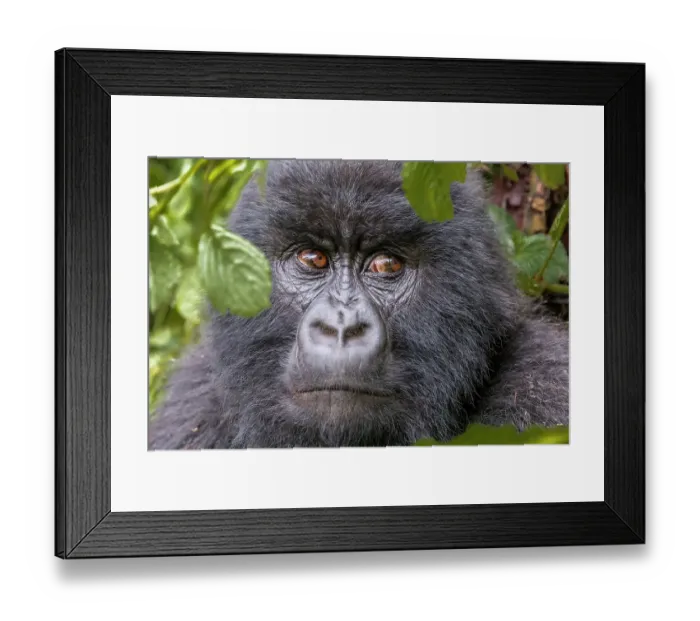 Framed Print : Africa, Rwanda, Musanze District, Volcanoes National Park, Ruhengeri, Kinigi. Mountain gorilla Framed Print : Africa, Rwanda, Musanze District, Volcanoes National Park, Ruhengeri, Kinigi. Mountain gorilla