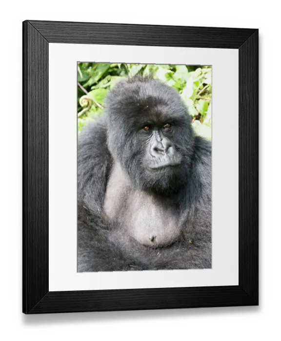 Framed Print : Africa, Rwanda, Musanze District, Volcanoes National Park, Ruhengeri, Kinigi. Mountain gorilla Framed Print : Africa, Rwanda, Musanze District, Volcanoes National Park, Ruhengeri, Kinigi. Mountain gorilla