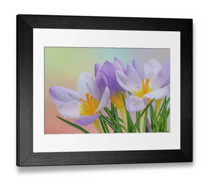 Framed Print : USA, Washington State, Seabeck. Close-up of crocus flowers