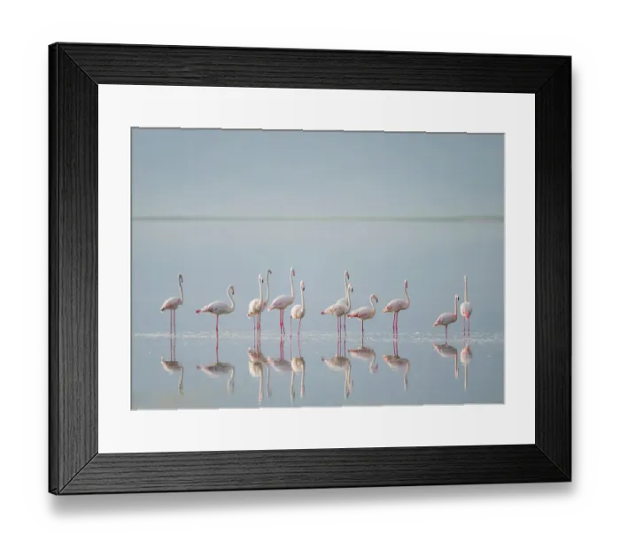 Framed Print : Africa, Tanzania, Ngorongoro Conservation Area. Greater flamingos reflect in lake Framed Print : Africa, Tanzania, Ngorongoro Conservation Area. Greater flamingos reflect in lake