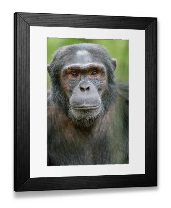 Framed Print : Africa, Uganda, Kibale Forest National Park. Chimpanzee in forest