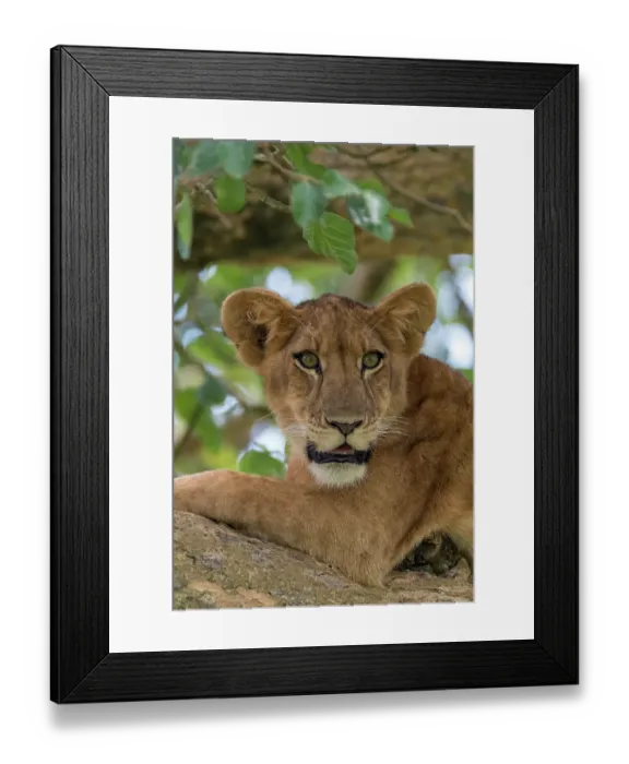 Framed Print : Africa, Uganda, Ishasha, Queen Elizabeth National Park. Lioness in tree, resting on branch Framed Print : Africa, Uganda, Ishasha, Queen Elizabeth National Park. Lioness in tree, resting on branch