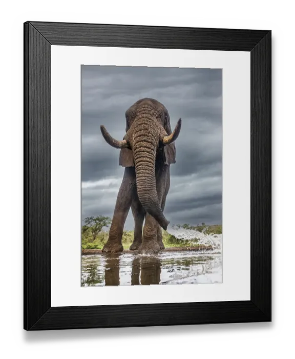 Framed Print : South Africa. Elephant squirting water at waterhole Framed Print : South Africa. Elephant squirting water at waterhole
