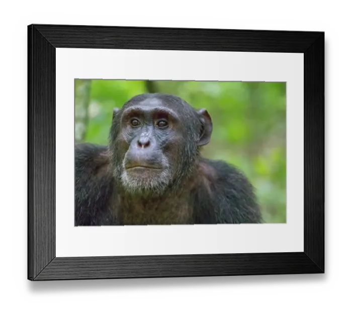 Framed Print : Africa, Uganda, Kibale Forest National Park. Chimpanzee in forest