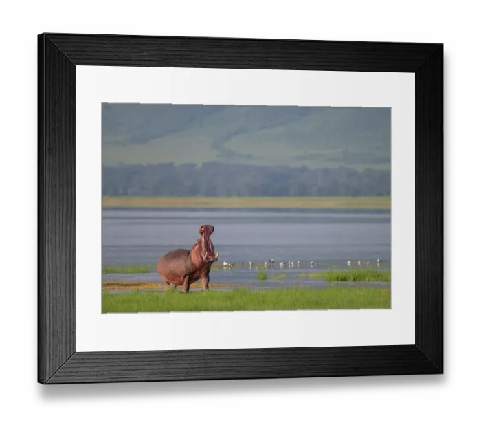 Framed Print : Africa, Tanzania, Ngorongoro Conservation Area. Hippo with open mouth and lake Framed Print : Africa, Tanzania, Ngorongoro Conservation Area. Hippo with open mouth and lake