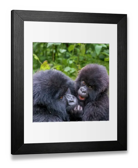 Framed Print : Africa, Rwanda, Musanze District, Volcanoes National Park, Ruhengeri, Kinigi. Mountain gorilla, baby and mother Framed Print : Africa, Rwanda, Musanze District, Volcanoes National Park, Ruhengeri, Kinigi. Mountain gorilla, baby and mother
