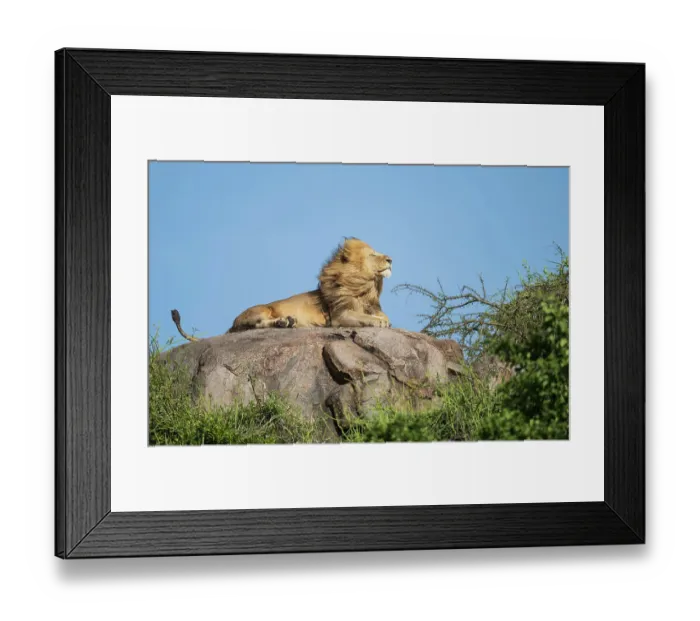 Framed Print : Africa, Tanzania, Serengeti National Park. Male lion on rock in breeze Framed Print : Africa, Tanzania, Serengeti National Park. Male lion on rock in breeze