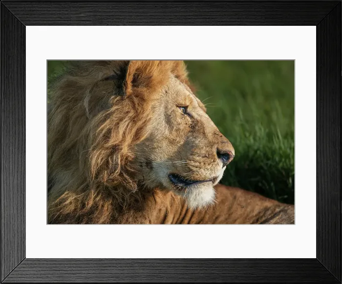 Framed Print : Africa, Tanzania, Serengeti National Park. Male lion profile