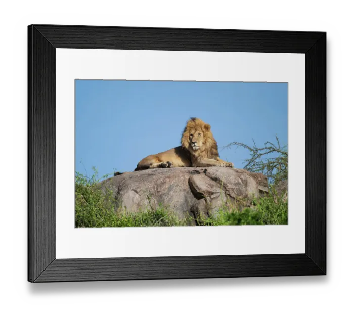 Framed Print : Africa, Tanzania, Serengeti National Park. Male lion on rock Framed Print : Africa, Tanzania, Serengeti National Park. Male lion on rock
