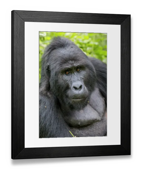 Framed Print : Africa, Uganda, Bwindi Impenetrable Forest and National Park. Mountain, or eastern gorillas Framed Print : Africa, Uganda, Bwindi Impenetrable Forest and National Park. Mountain, or eastern gorillas