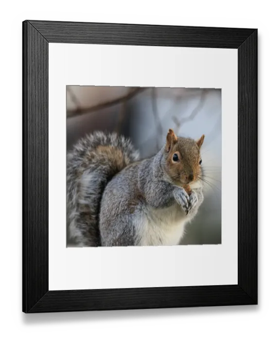 Framed Print : USA, Washington State, Seabeck. Close-up of grey squirrel eating Framed Print : USA, Washington State, Seabeck. Close-up of grey squirrel eating