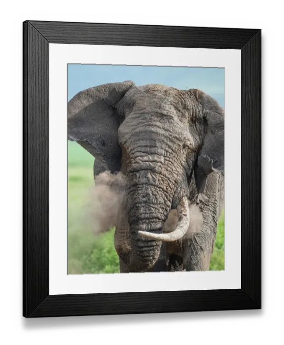 Framed Print : Africa, Tanzania, Ngorongoro Conservation Area. Close-up of elephant dusting itself Framed Print : Africa, Tanzania, Ngorongoro Conservation Area. Close-up of elephant dusting itself