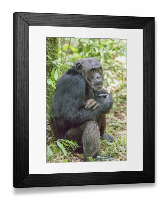Framed Print : Africa, Uganda, Kibale Forest National Park. Chimpanzee in forest Framed Print : Africa, Uganda, Kibale Forest National Park. Chimpanzee in forest