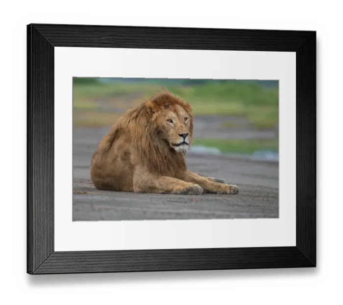 Framed Print : Africa, Tanzania, Ngorongoro Conservation Area. Male lion resting