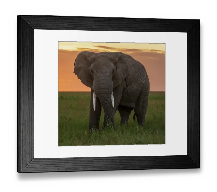 Framed Print : Africa, Tanzania, Serengeti National Park. Close-up of elephant at sunset
