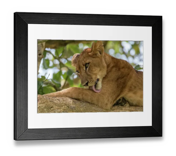 Framed Print : Africa, Uganda, Ishasha, Queen Elizabeth National Park. Lioness in tree, resting on branch Framed Print : Africa, Uganda, Ishasha, Queen Elizabeth National Park. Lioness in tree, resting on branch